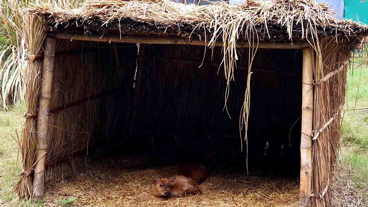 Forest and Wildlife Preservation Department puts in place special arrangements at Chhatbir Zoo for protecting animals from winter1