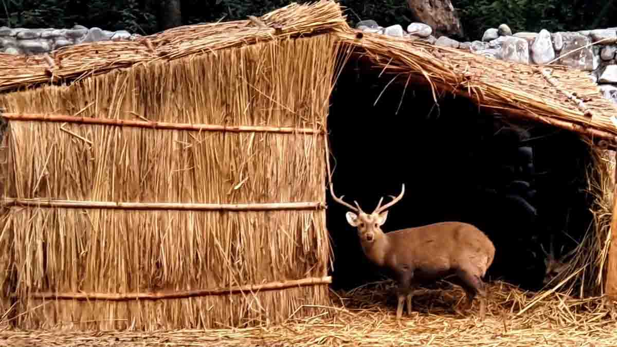 Forest and Wildlife Preservation Department puts in place special arrangements at Chhatbir Zoo for protecting animals from winter1